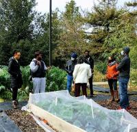 Moringa plants at Hort. Innova. Lab garden beds with group